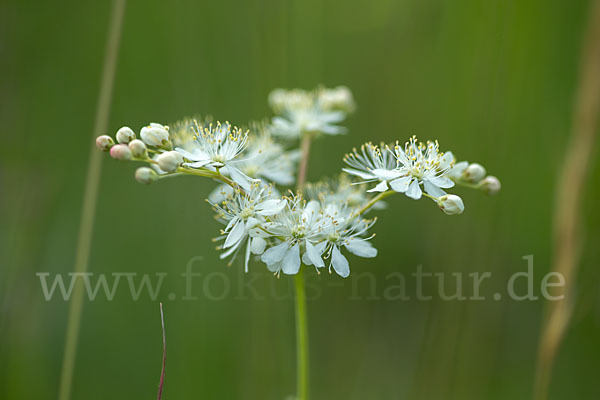 Kleines Mädesüß (Filipendula vulgaris)