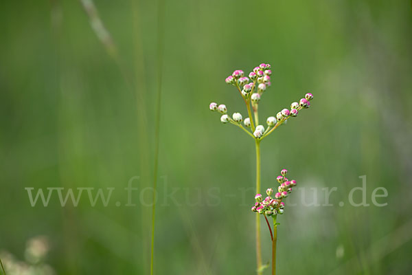 Kleines Mädesüß (Filipendula vulgaris)