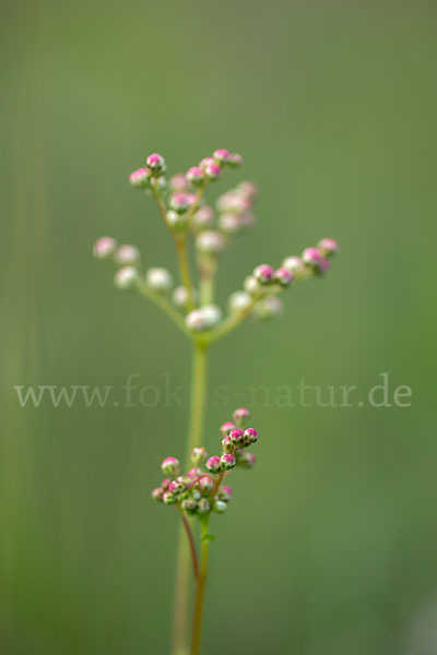 Kleines Mädesüß (Filipendula vulgaris)