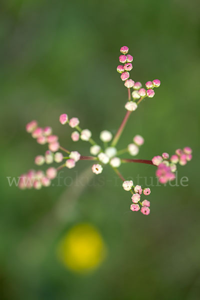 Kleines Mädesüß (Filipendula vulgaris)