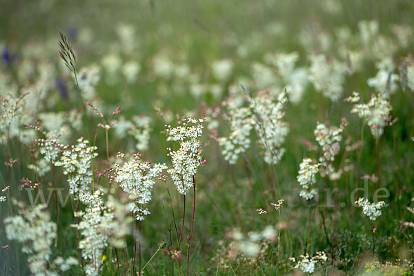 Kleines Mädesüß (Filipendula vulgaris)