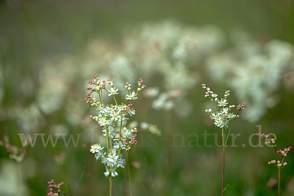 Kleines Mädesüß (Filipendula vulgaris)