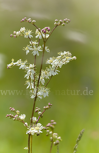 Kleines Mädesüß (Filipendula vulgaris)