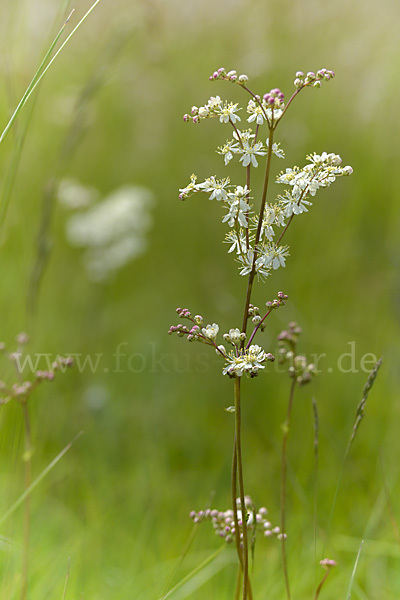 Kleines Mädesüß (Filipendula vulgaris)