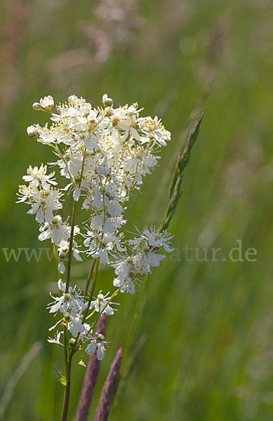 Kleines Mädesüß (Filipendula vulgaris)