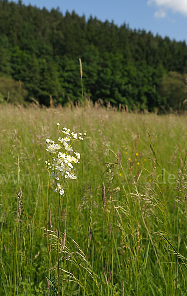 Kleines Mädesüß (Filipendula vulgaris)