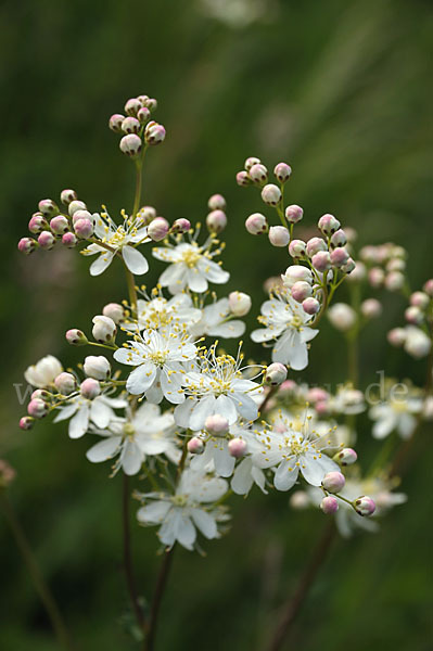 Kleines Mädesüß (Filipendula vulgaris)