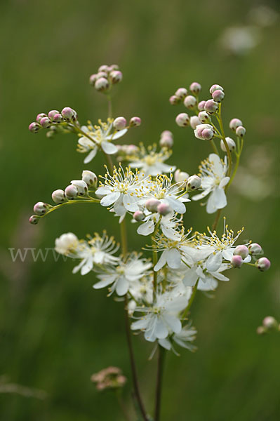 Kleines Mädesüß (Filipendula vulgaris)