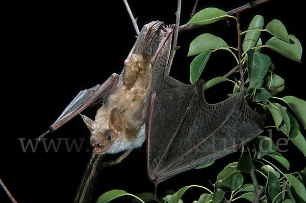 Kleines Mausohr (Myotis blythi)