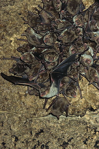 Kleines Mausohr (Myotis blythi)