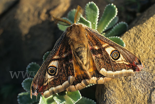 Kleines Nachtpfauenauge (Saturnia pavonia)