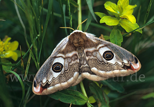 Kleines Nachtpfauenauge (Saturnia pavonia)