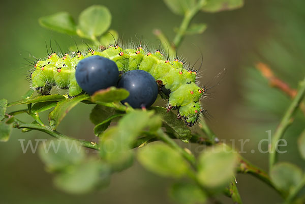 Kleines Nachtpfauenauge (Saturnia pavonia)