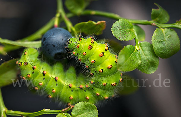 Kleines Nachtpfauenauge (Saturnia pavonia)