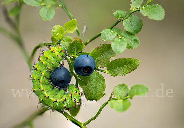 Kleines Nachtpfauenauge (Saturnia pavonia)