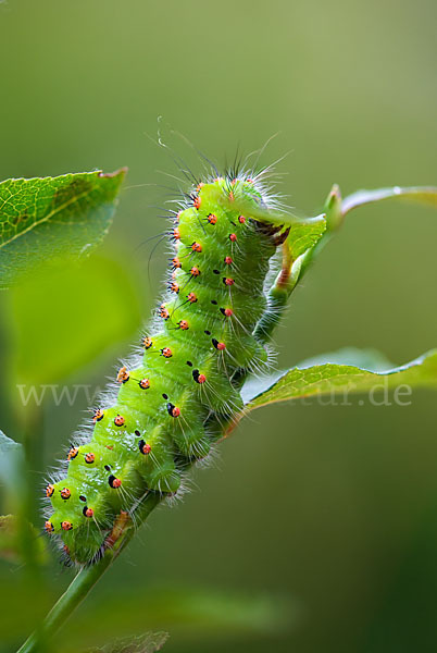 Kleines Nachtpfauenauge (Saturnia pavonia)