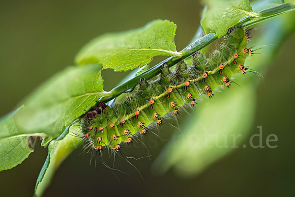 Kleines Nachtpfauenauge (Saturnia pavonia)