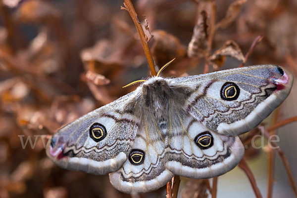 Kleines Nachtpfauenauge (Saturnia pavonia)