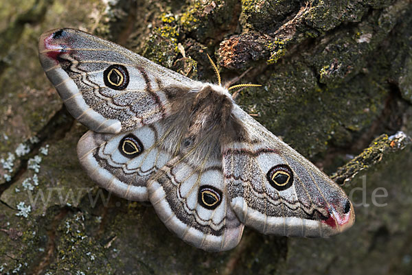 Kleines Nachtpfauenauge (Saturnia pavonia)