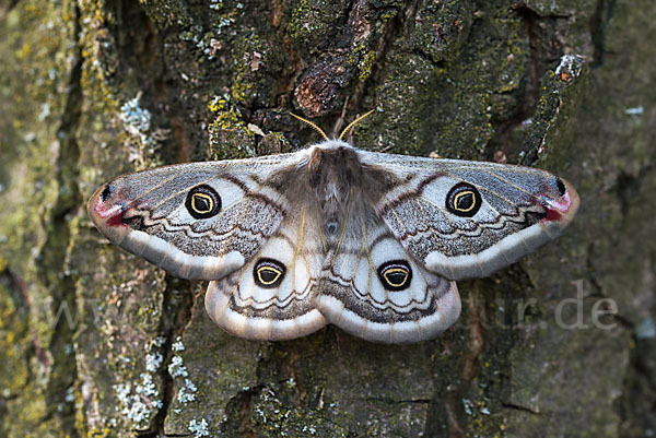 Kleines Nachtpfauenauge (Saturnia pavonia)