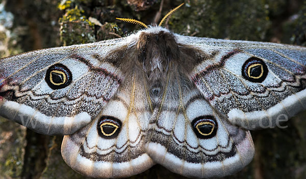 Kleines Nachtpfauenauge (Saturnia pavonia)