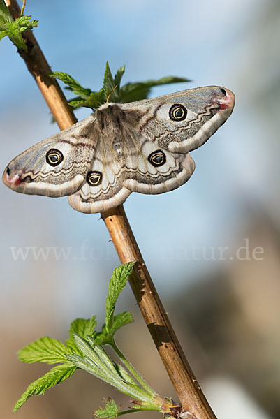 Kleines Nachtpfauenauge (Saturnia pavonia)