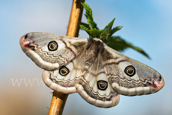 Kleines Nachtpfauenauge (Saturnia pavonia)