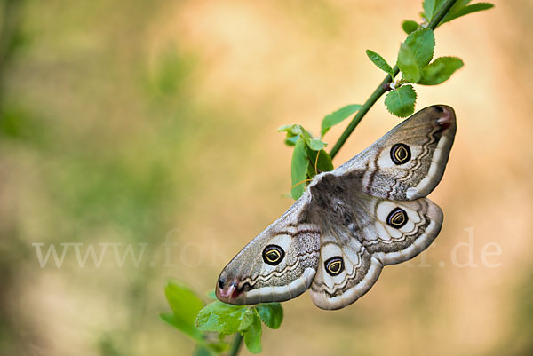 Kleines Nachtpfauenauge (Saturnia pavonia)