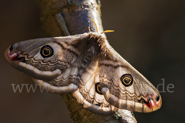 Kleines Nachtpfauenauge (Saturnia pavonia)