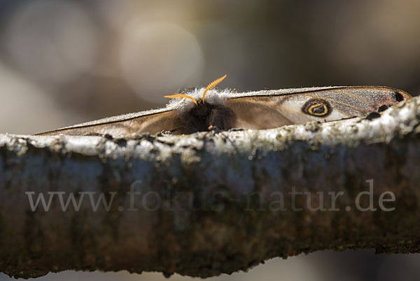 Kleines Nachtpfauenauge (Saturnia pavonia)