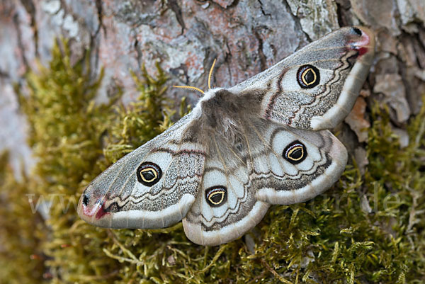 Kleines Nachtpfauenauge (Saturnia pavonia)