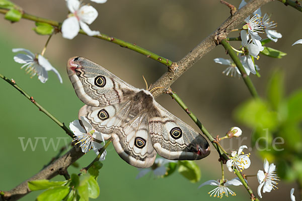 Kleines Nachtpfauenauge (Saturnia pavonia)