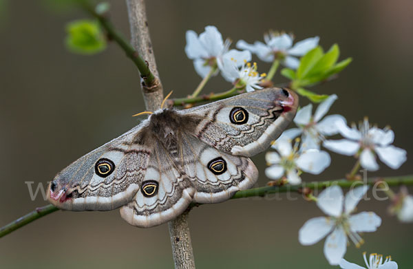 Kleines Nachtpfauenauge (Saturnia pavonia)