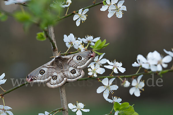 Kleines Nachtpfauenauge (Saturnia pavonia)