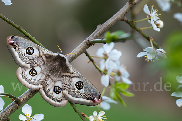 Kleines Nachtpfauenauge (Saturnia pavonia)