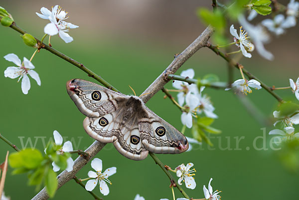 Kleines Nachtpfauenauge (Saturnia pavonia)