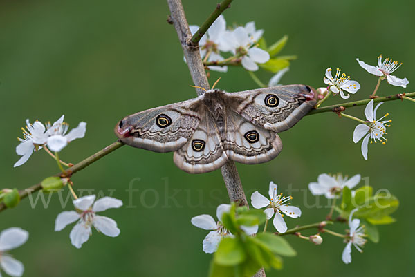 Kleines Nachtpfauenauge (Saturnia pavonia)