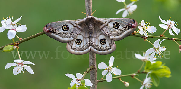 Kleines Nachtpfauenauge (Saturnia pavonia)