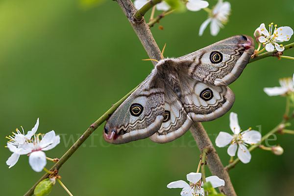 Kleines Nachtpfauenauge (Saturnia pavonia)