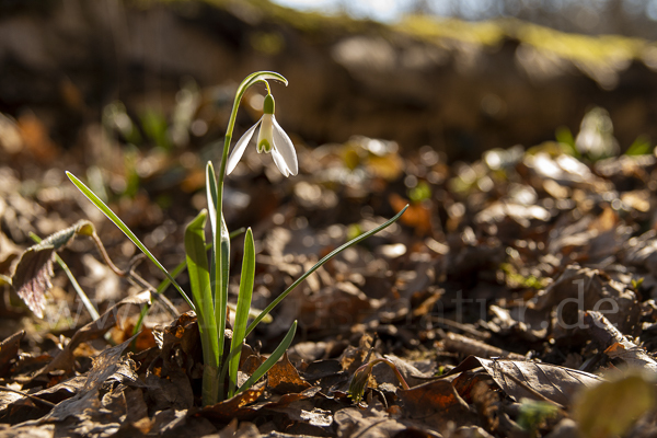 Kleines Schneeglöckchen (Galanthus nivalis)