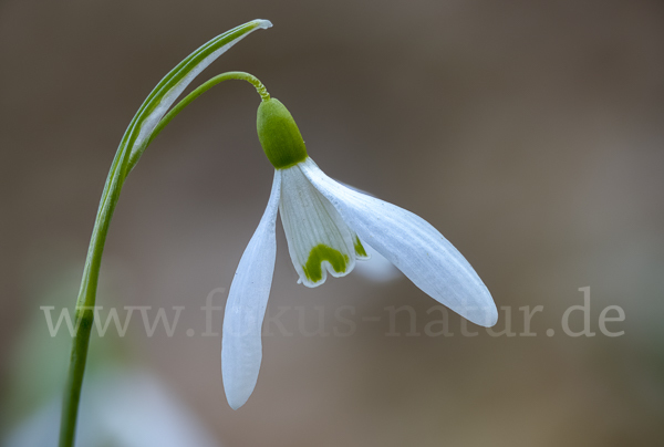 Kleines Schneeglöckchen (Galanthus nivalis)