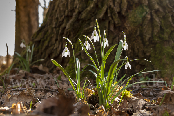 Kleines Schneeglöckchen (Galanthus nivalis)