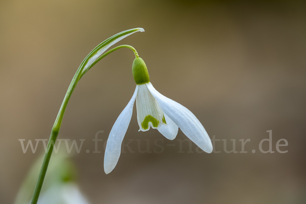 Kleines Schneeglöckchen (Galanthus nivalis)