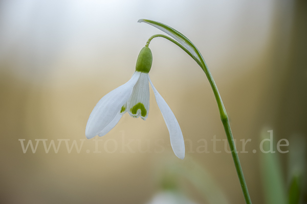 Kleines Schneeglöckchen (Galanthus nivalis)