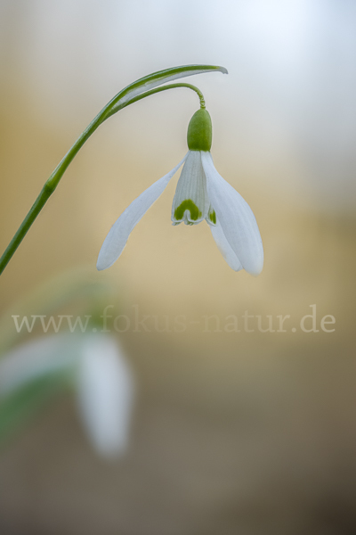 Kleines Schneeglöckchen (Galanthus nivalis)