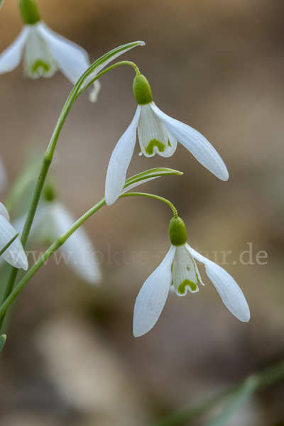 Kleines Schneeglöckchen (Galanthus nivalis)