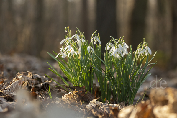 Kleines Schneeglöckchen (Galanthus nivalis)