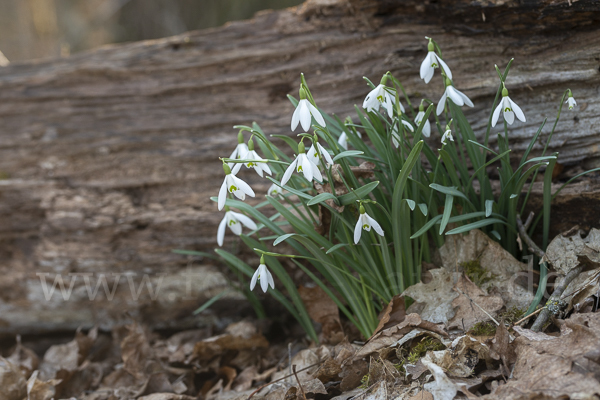 Kleines Schneeglöckchen (Galanthus nivalis)