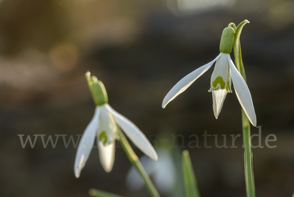 Kleines Schneeglöckchen (Galanthus nivalis)