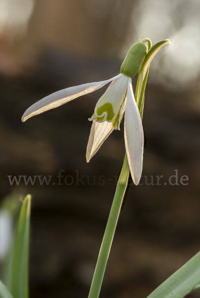 Kleines Schneeglöckchen (Galanthus nivalis)